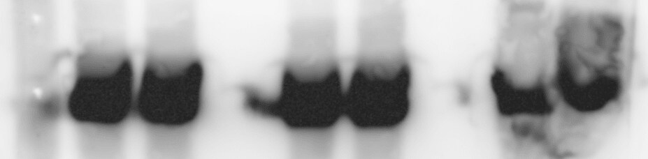 Human/Mouse/Rat GAPDH Antibody AF5718