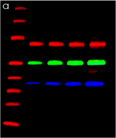 Human/Mouse/Rat GAPDH Antibody AF5718