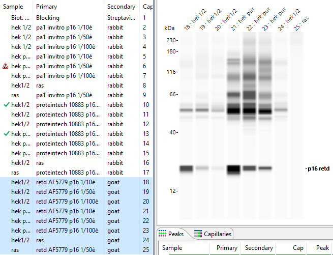 Human p16INK4a / CDKN2A Antibody AF5779
