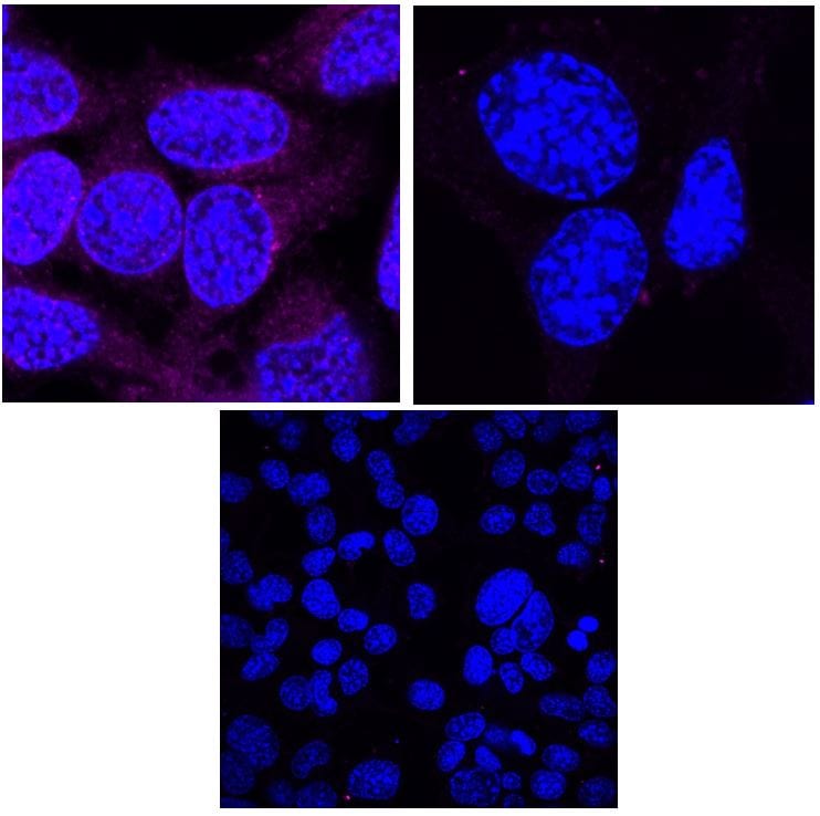 Human/Mouse COX4‑I1 Antibody AF5814