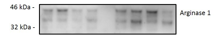 Human/Mouse/Rat Arginase 1/ARG1 Antibody AF5868