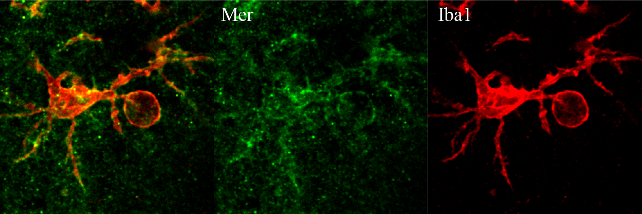 Mouse Mer Antibody AF591