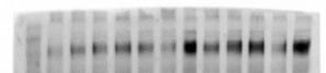 Mouse Mer Antibody AF591