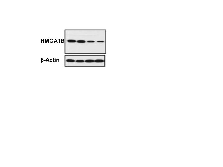 Human/Mouse HMGA1B Antibody AF5956