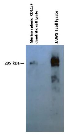Mouse DEC‑205/CD205 Antibody AF5975