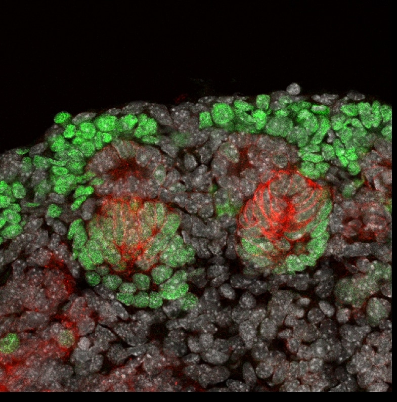 Rat Jagged 1 Antibody AF599