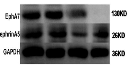 Mouse EphA7 Antibody AF608