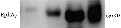 Mouse EphA7 Antibody AF608