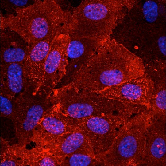 Mouse/Rat/Porcine/Equine CD44 Antibody AF6127