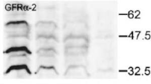 Human GFR alpha-2/GDNF R alpha-2 Antibody AF613