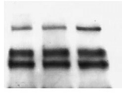 Human GFR alpha-2/GDNF R alpha-2 Antibody AF613