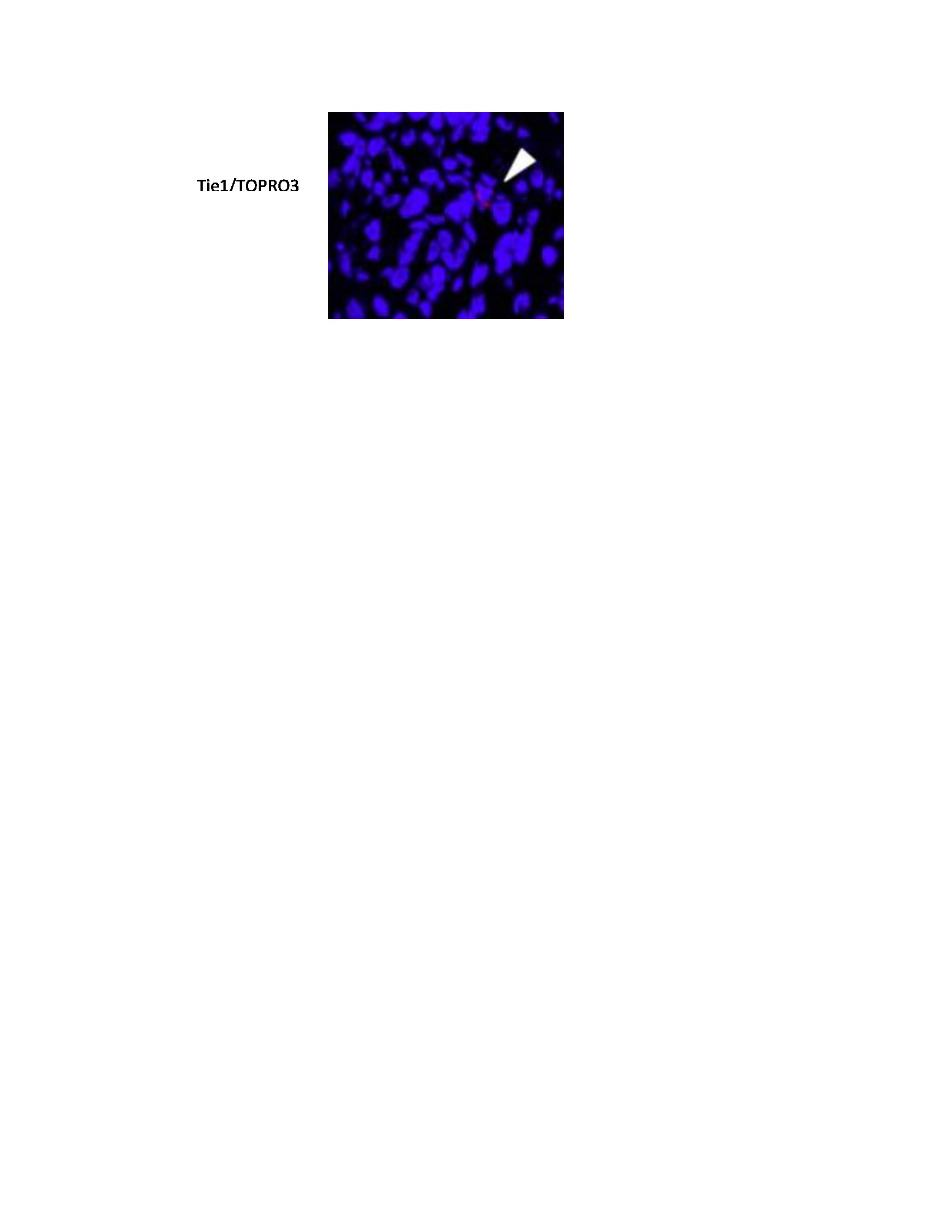 Human Tie‑1 Antibody AF619