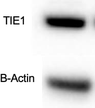 Human Tie‑1 Antibody AF619