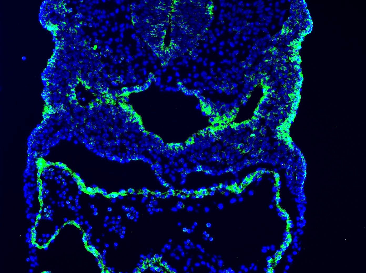 Mouse FGF‑10 Antibody AF6224