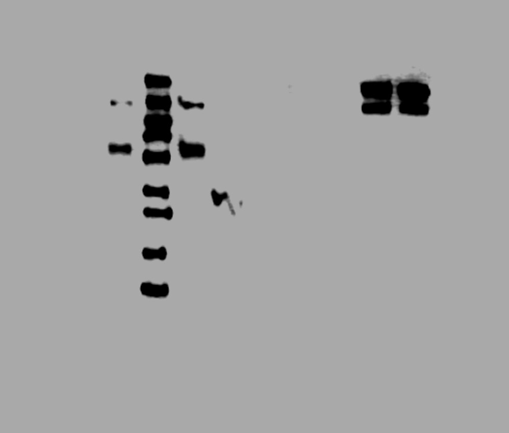 Canine CD25/IL-2R alpha  Antibody AF6227
