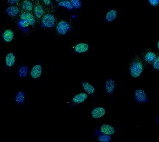 Human ONECUT2/OC‑2 Antibody AF6294