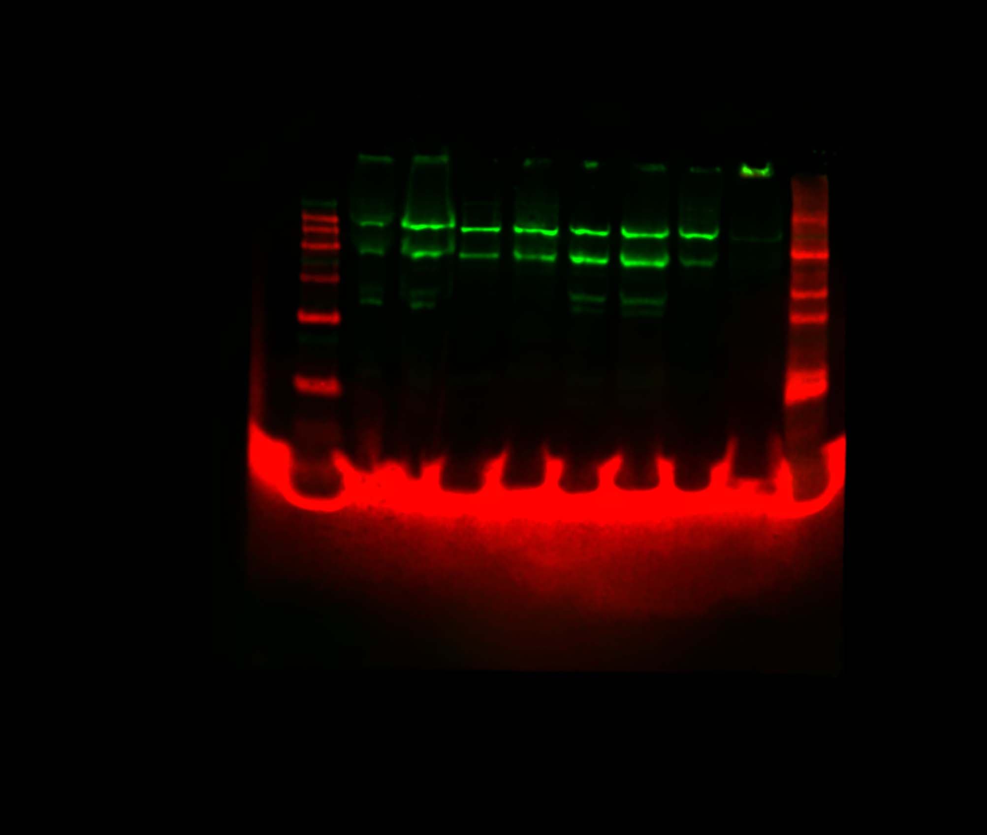 Human/Mouse PRDM16/MEL1 Antibody AF6295