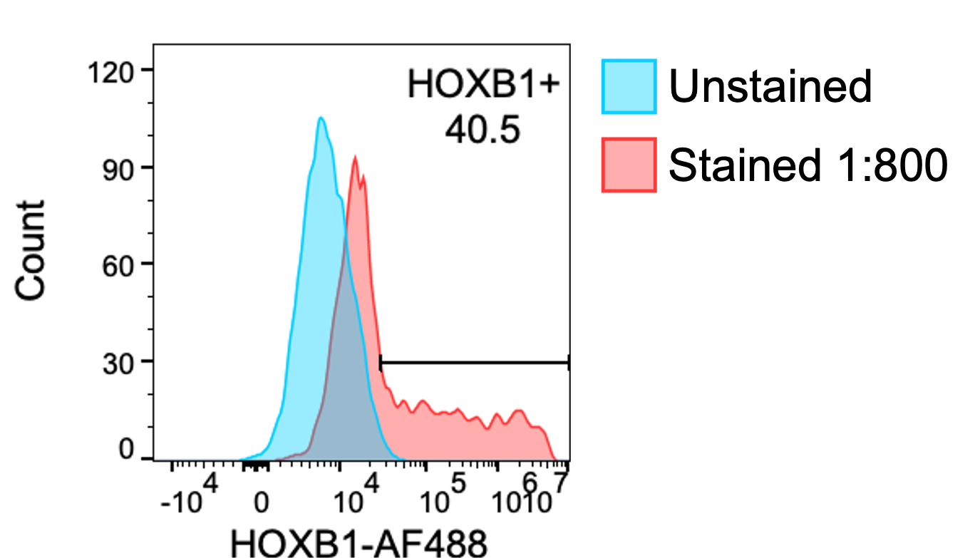 Human HOXB1 Antibody AF6318