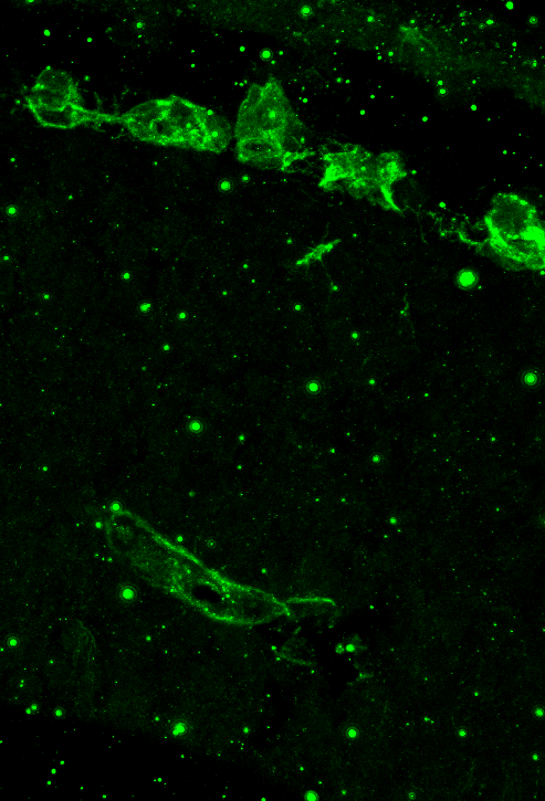 Mouse VEGFR2/KDR/Flk-1 Antibody AF644