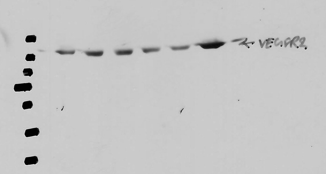 Mouse VEGFR2/KDR/Flk-1 Antibody AF644