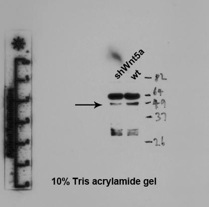 Mouse/Rat Wnt‑5a Antibody AF645