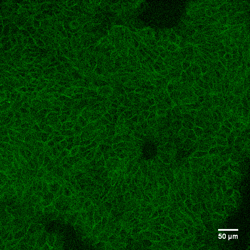 Human/Mouse E‑Cadherin Antibody AF648