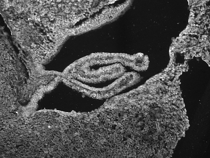 Human/Mouse E‑Cadherin Antibody AF648