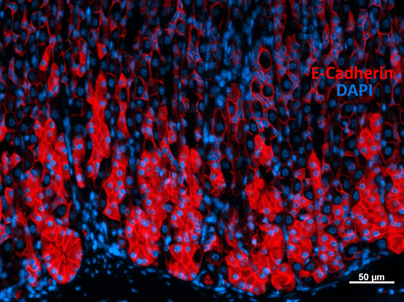Human/Mouse E‑Cadherin Antibody AF648