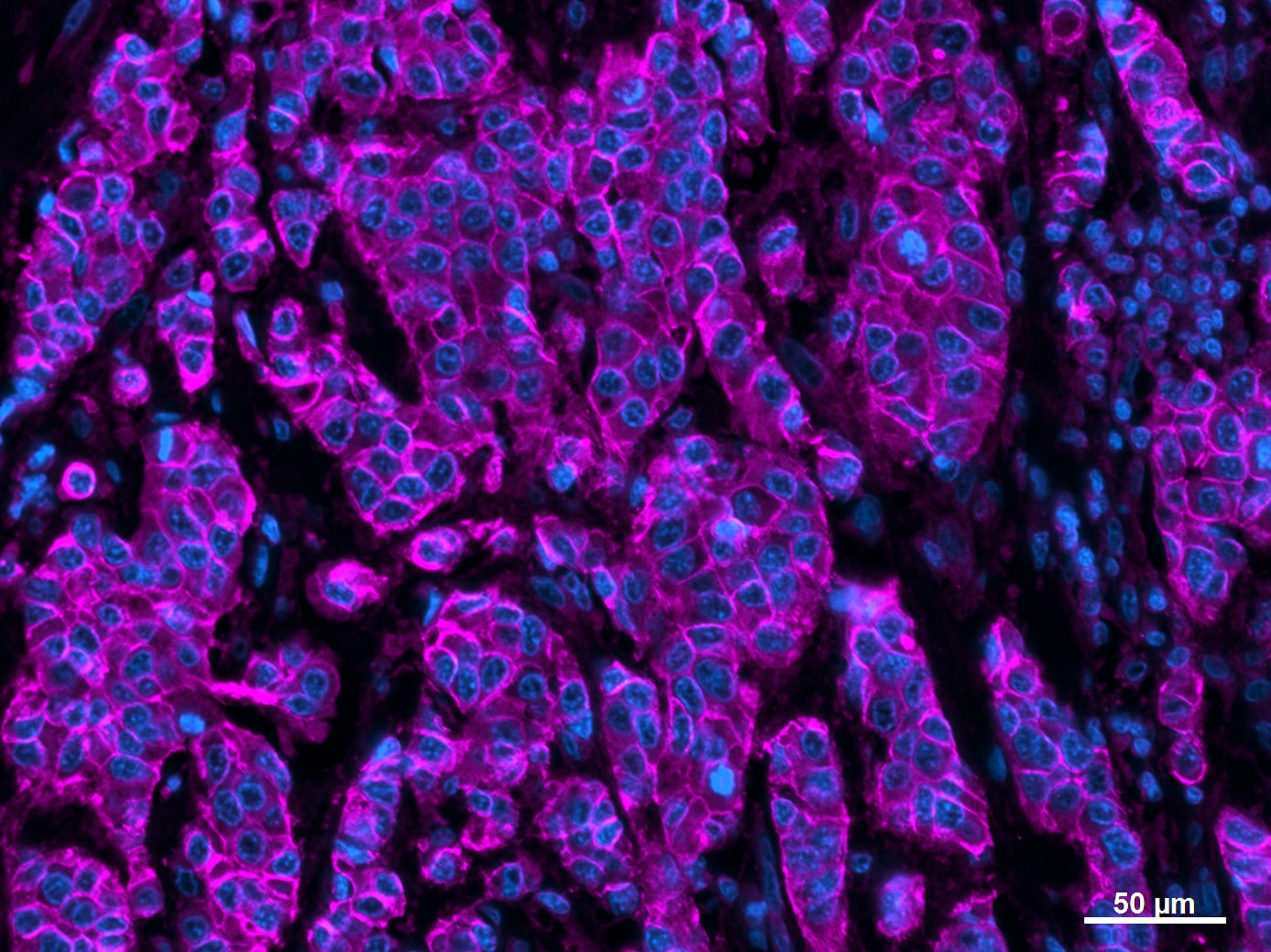 Human/Mouse E‑Cadherin Antibody AF648