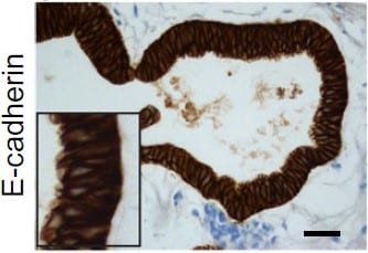 Human/Mouse E‑Cadherin Antibody AF648