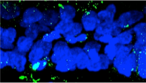 Human ASCL2/Mash2 Antibody AF6539
