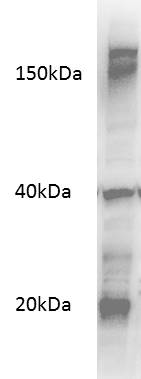 Human LRP-5 Antibody AF6646