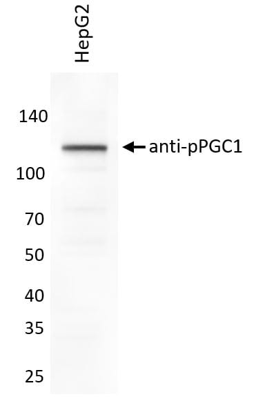 Human Phospho-PGC1 alpha  (S571) Antibody AF6650