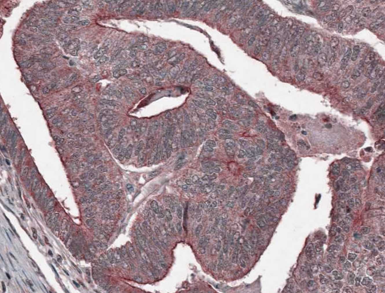 Mouse AHR Antibody AF6697