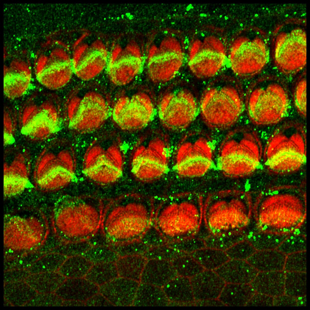 Human Protocadherin‑15 Antibody AF6729