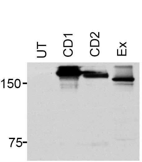 Human Protocadherin‑15 Antibody AF6729