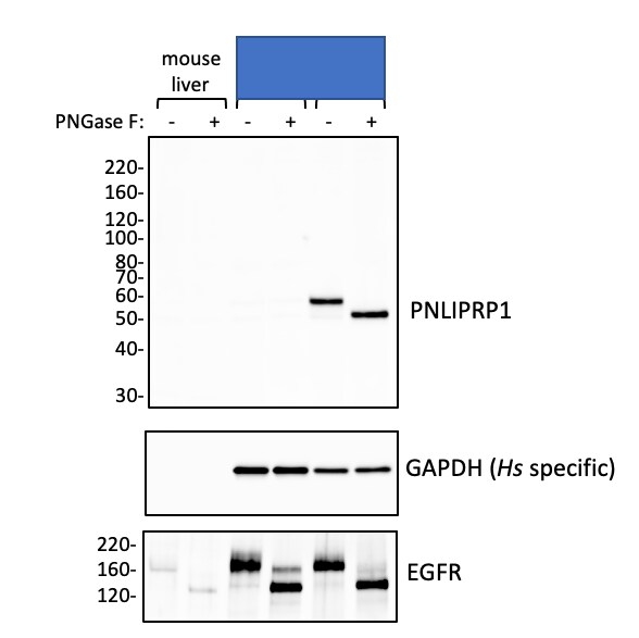 Human PLRP1 Antibody AF7105