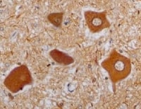 Human GFR alpha ‑1/GDNF R alpha ‑1 Antibody AF714
