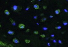 Mouse Noggin Antibody AF719