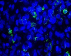 Mouse Noggin Antibody AF719