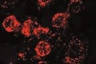 Mouse Noggin Antibody AF719