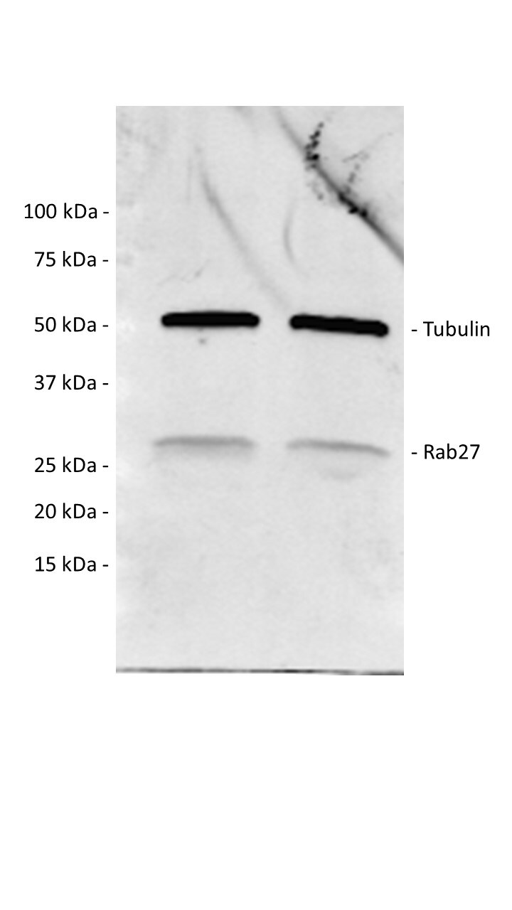 Human/Mouse/Rat Rab27a Antibody AF7245