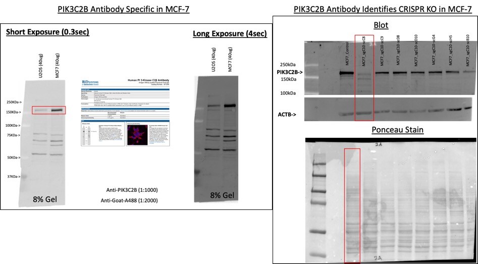 Human PI 3‑Kinase C2 beta  Antibody AF7249