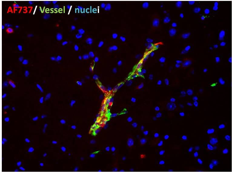 Mouse/Rat P‑Selectin/CD62P Antibody AF737