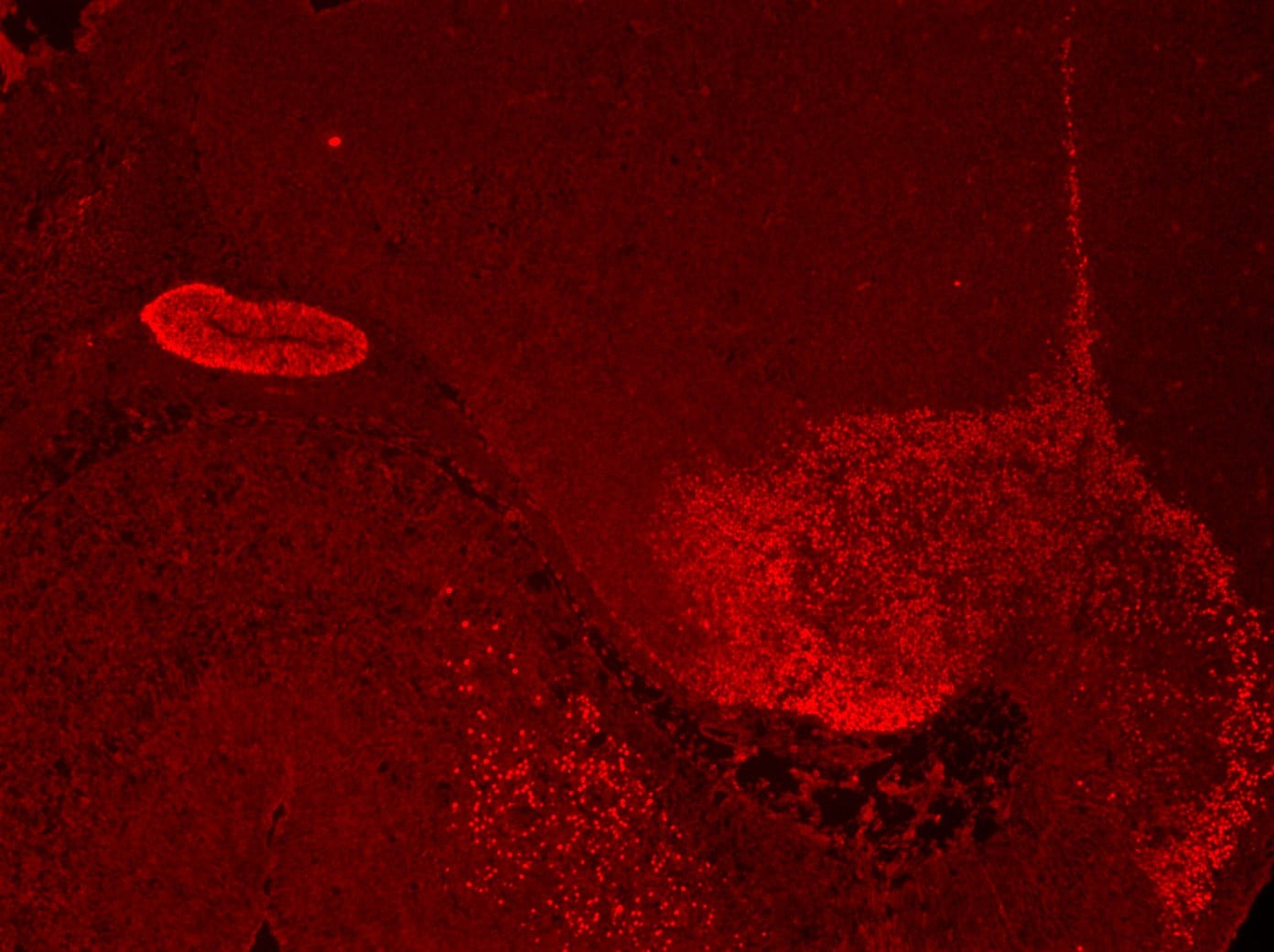 Human PITX2 Antibody AF7388