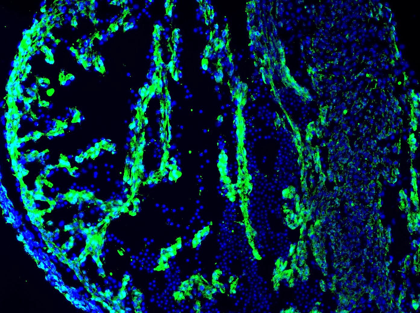 Human PITX2 Antibody AF7388