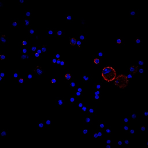Mouse B7‑1/CD80 Antibody AF740