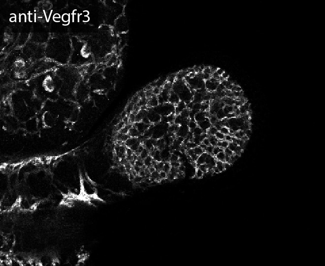 Mouse VEGFR3/Flt-4 Antibody AF743