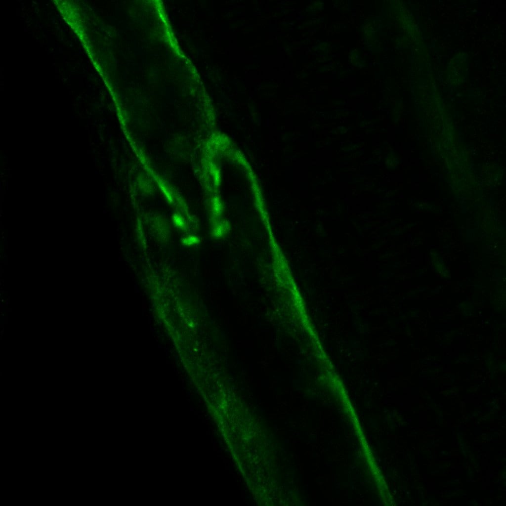 Mouse VEGFR3/Flt-4 Antibody AF743