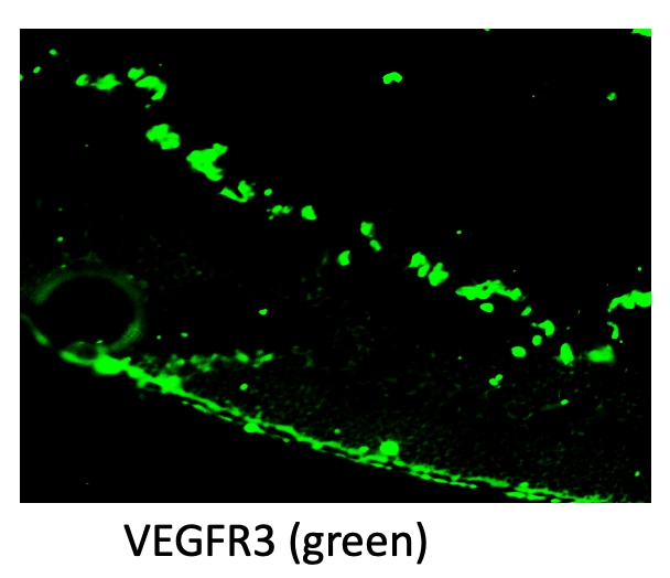 Mouse VEGFR3/Flt-4 Antibody AF743